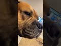 What’s wrong wit him yall  #dogdad #bullmastiff the life of Rashid, Hercules &amp; Snowball