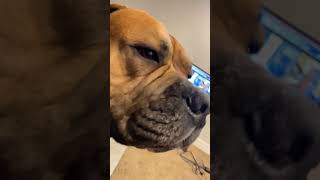 What’s wrong wit him yall  #dogdad #bullmastiff the life of Rashid, Hercules &amp; Snowball