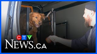 Waggin’ Wheels brings the gym to your dog