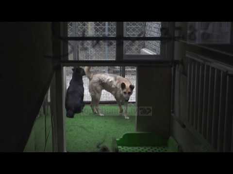Video: Festivali i ngrënies së mishit të qenit në Yulin