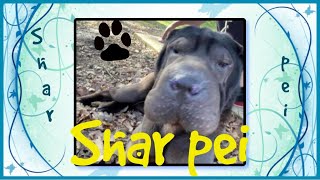 Shar pei by Dog's Haven 1,756 views 3 years ago 1 minute, 18 seconds