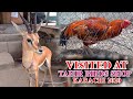 Tahir Exotic Birds and Animals Shop Updates Video August 2020 In Urdu.Hindi