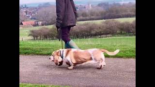 Leicestershire Basset Waddle 03/03/2024