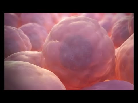 Video: Jsou zárodečné buňky somatické?