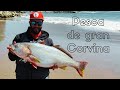 Pesca de gran Corvina justo antes de la veda. extreme kayak fishing. BIG CORVINA