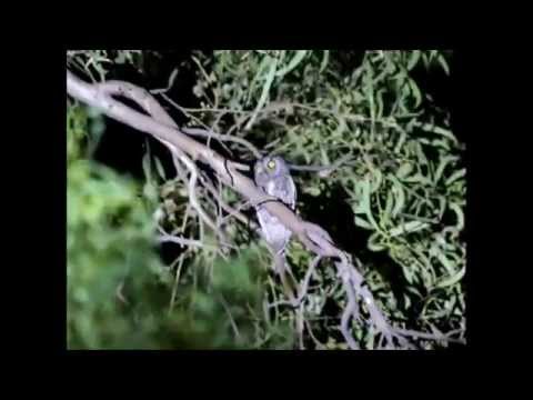 Scops Owl 