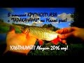 В поисках КРУПНОГО ЯЗЯ с "ТАРАКАНАМИ" на Малой реке! Ультралайт! Август 2016!