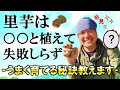 里芋は〇〇と植えて失敗知らず～うまく育てる秘訣教えます～