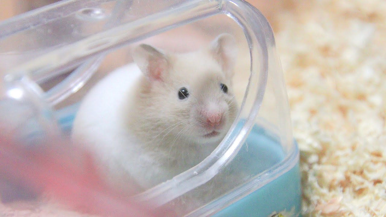 はじめまして おはぎです ハムスター ハムスター ハムスターの赤ちゃん Youtube