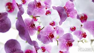 Beautiful nature wallpaper - Nature Wallpaper HD - Stunningly Beautiful Nature Wallpapers
