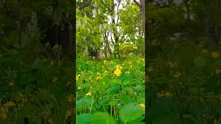 У каждого из нас есть такие места #краснодарскийкрай#природа#video #flowers#nature #2024#май#хутор