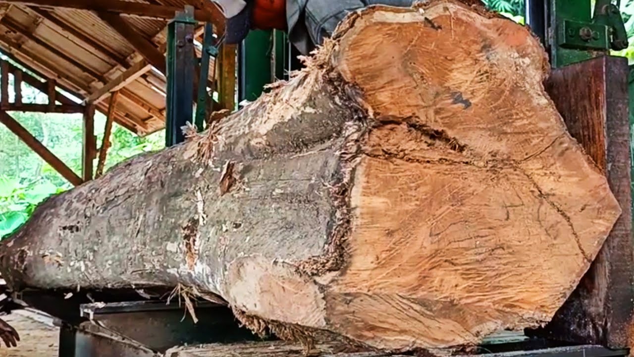 The amazing process of sawing teak logs is full of beauty in the ...