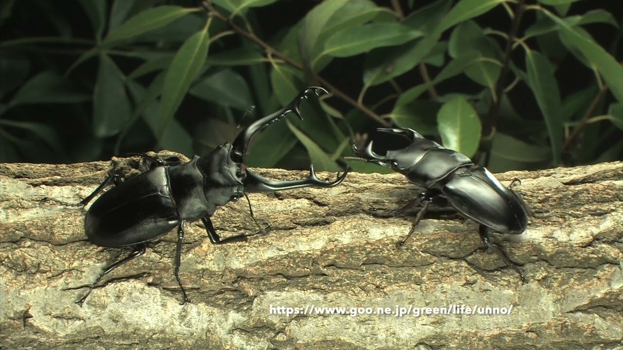 ギラファvsグランディスweb - YouTube