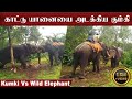 காட்டு யானையை ஓடவிட்ட கும்கி... | Kumki Vs Wild Elephant Fight | Elephant Fight Latest