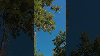 pemandangan langit biru#foto estetik Adita official# pemandangan langit biru#foto estetik Adita official#