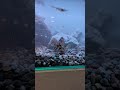 釣ったカサゴ!