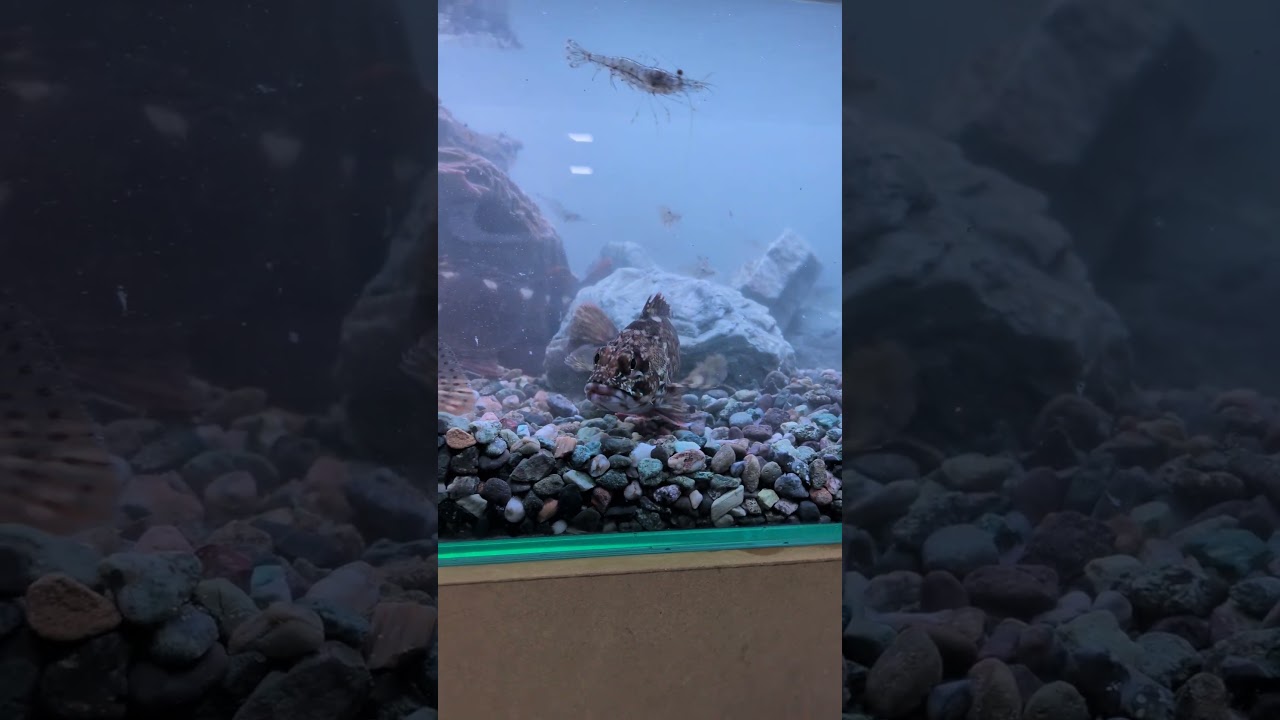 釣ったカサゴ!
