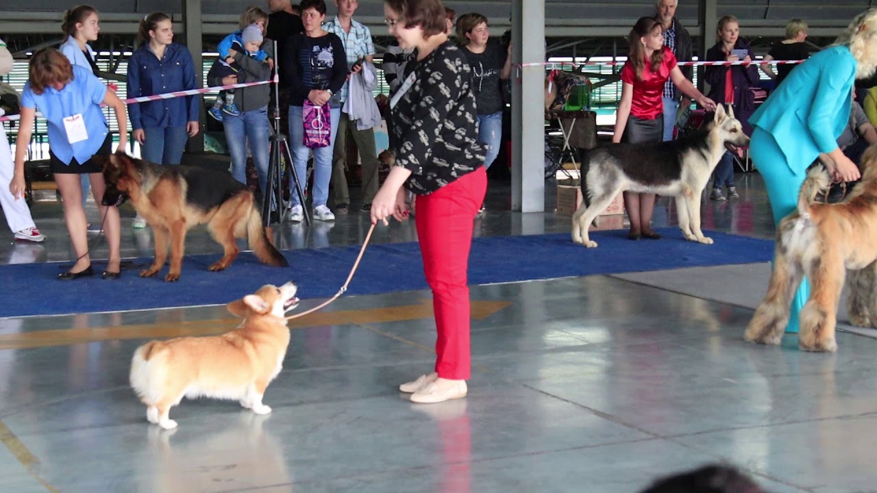 Выставка собак