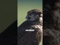 Fastest Bird Dive? You Won’t Believe the Speed! 🦅💨 #Shorts #funfacts #NatureShorts