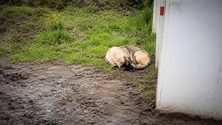 This Scared Stray Dog Waited Alone Until His Life Finally Changed