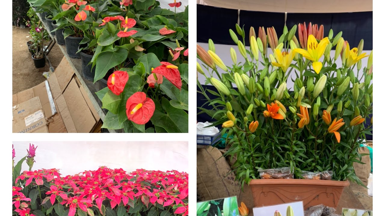 Nursery mela August 15 to 19 / Hyderabad plant exhibition August 2019