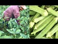 Harvesting Okra - Agriculture