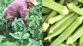 Harvesting Okra - Agriculture