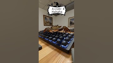 Who is typing? #funny #shorts #lol #humor #nails #crab