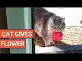Cat Surprises Owner With Flower | Daily Heart Beat