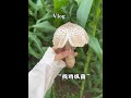 又到了一年一度吃鸡纵菌的时候了。#大山里的味道 #捡菌子 #鸡纵菌