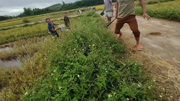 Những pha bắt chuột đồng quá nguy hiểm, phá hài lúa của bà con về chế biến món ăn đặc sản chuột đồng