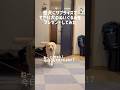 愛犬にサプライズででかい犬のぬいぐるみをプレゼントしてみた★#shorts #labradorretriever #ラブラドールレトリバー #可愛い #癒し #クリスマス #christmas