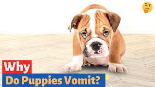 Why do Puppies Vomit How to Stop Vomiting in puppies