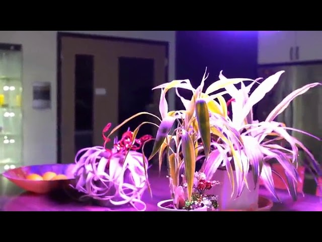 Yehsence 1500w Led Grow Light With Bloom And Veg Switch Youtube