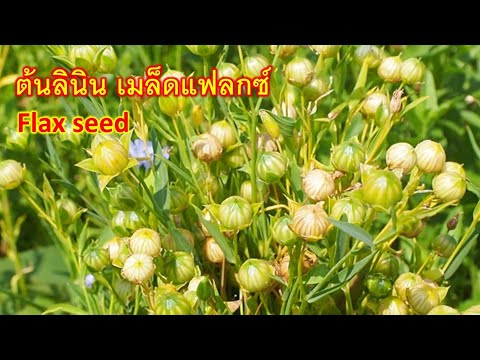 วีดีโอ: ดอกแฟลกซ์ - วิธีการปลูกแฟลกซ์