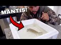 GIANT SPEARING MANTIS SHRIMP PET for SALTWATER HOME AQUARIUM!