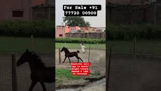 For Sale beautiful colt +91 77720 00900 #horse #horsesale #ytube