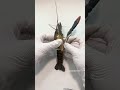 Cotton mummified crayfish specimen#Lobster#Animal#Specimen#shrimp