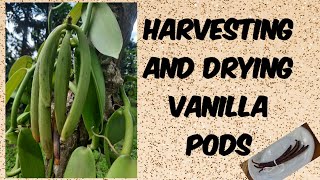 harvesting and drying vanilla pods How To Cure And Process Vanilla Beans
