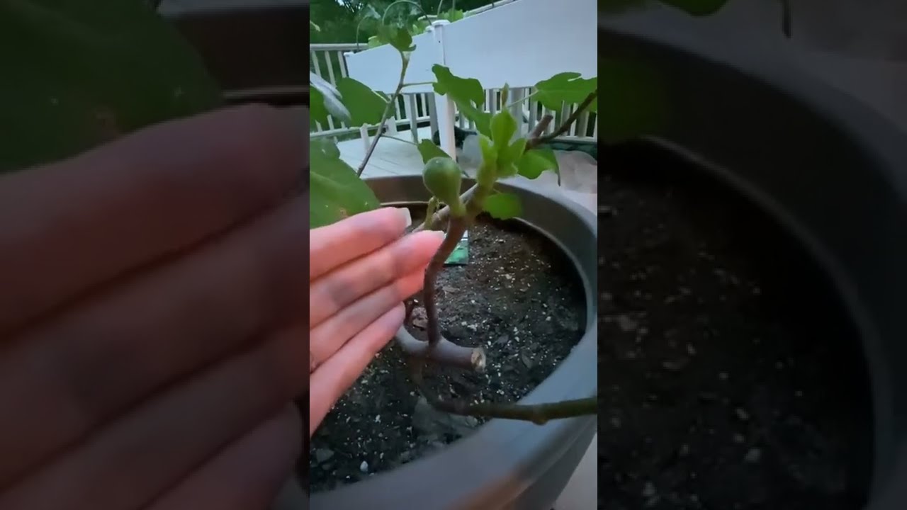 Our First Fig 