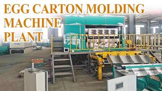 Egg Tray &amp; Carton Production Line | High Efficiency Manufacturing #eggtray #egg #recycle #paper
