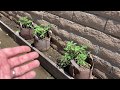 Growing Tomatoes in 5gal Rootpouchs!