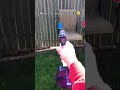 Cheap watergun vs soaker glock