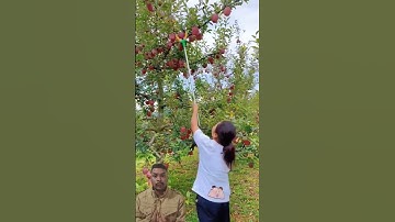 Geen ladder nodig! Deze appelpluktool is een gamechanger! #shortsfeed #shorts #trending