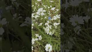 Краса неймовірна #beautiful#nice#nature#spring#flowers