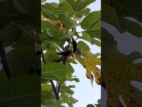 sparrows' meal time on a fig tree zone 2 #nature