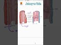 Anatomical differences b/w Artery &amp; Vein