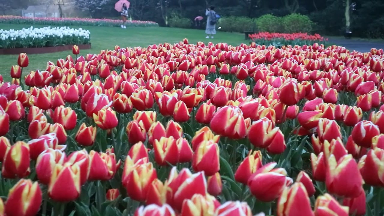 Indahnya Pemandangan Bunga Tulip Part 2 Youtube