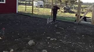 how to catch a chicken