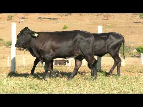 LOTE 70 • 5º LEILÃO GIROLANDO FAZENDA DIAMANTE • 824  829  830